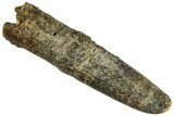 Fossil Sauropod Dinosaur (Rebbachisaurus) Tooth - Morocco #293671-1